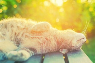 Горячо или холодно? Тепловые карты сайта и их значение в развитии сайта