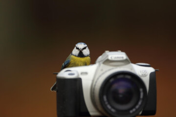 Сейчас вылетит птичка! Или как правильно фотографировать товар для Инстаграм