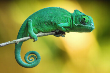 Кроссбраузерность сайтов: что это и как ее добиться