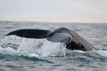 7 китов юзабилити: что нужно знать о правильной работе сайта